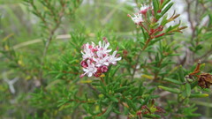 Agathosma cerefolium