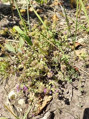 Thymus bashkiriensis