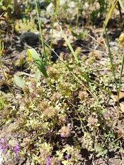Thymus bashkiriensis