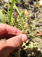 Thymus bashkiriensis