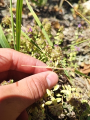 Thymus bashkiriensis
