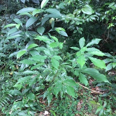 Vitex quinata