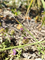 Thymus bashkiriensis