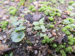 Riccia crystallina