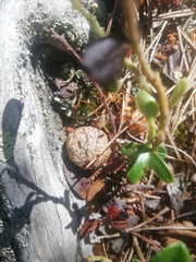 Rhododendron tomentosum
