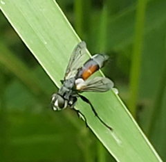 Cylindromyia binotata