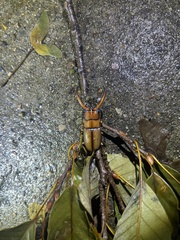 Prosopocoilus astacoides