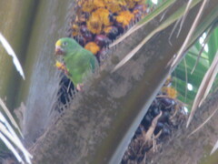 Brotogeris sanctithomae