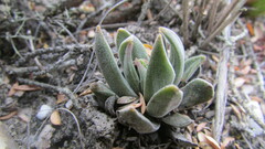 Crassula nudicaulis