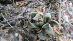 Crassula nudicaulis