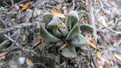 Crassula nudicaulis