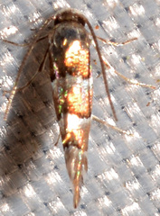 Cameraria guttifinitella