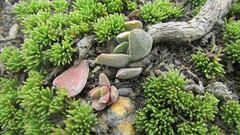 Crassula nudicaulis