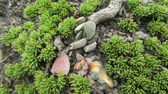 Crassula nudicaulis