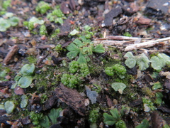 Riccia crystallina