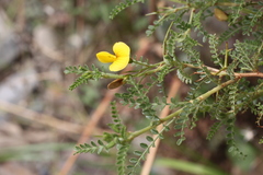 Adesmia miraflorensis