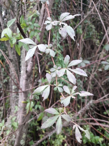 Clematicissus striata, photograph 1