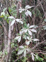 Clematicissus striata, photograph Rolando Díaz Fuentes, CC0, iNaturalist via GBIF