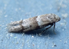 Blastobasis pulchella