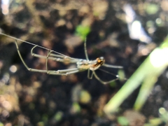 Leucauge