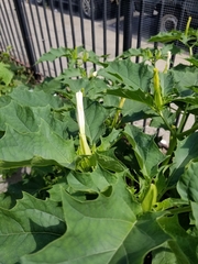 Datura stramonium