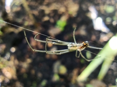 Leucauge