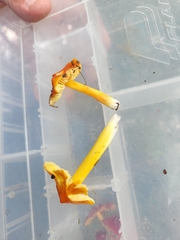 Hygrocybe acutoconica microspora