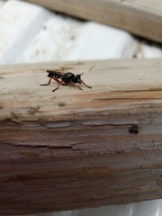 Laphria sadales
