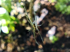 Leucauge