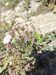 Thymus bashkiriensis