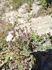 Thymus bashkiriensis