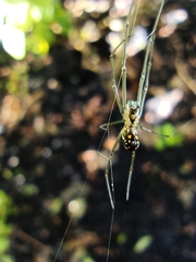 Leucauge