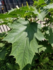 Datura stramonium