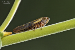 Omalophora pectoralis