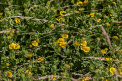 Pulicaria dysenterica