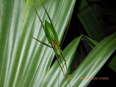 Lea floridensis