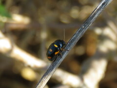 Cryptocephalus crassus