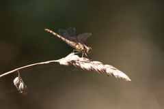 Sympetrum striolatum