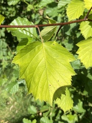 Crataegus canadensis