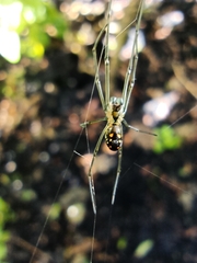 Leucauge