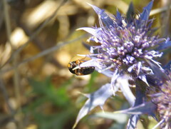 Cryptocephalus crassus