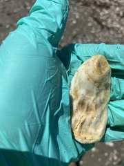 Crassostrea virginica