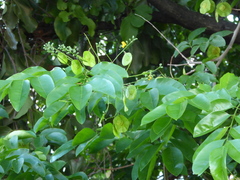 Pterocarpus indicus