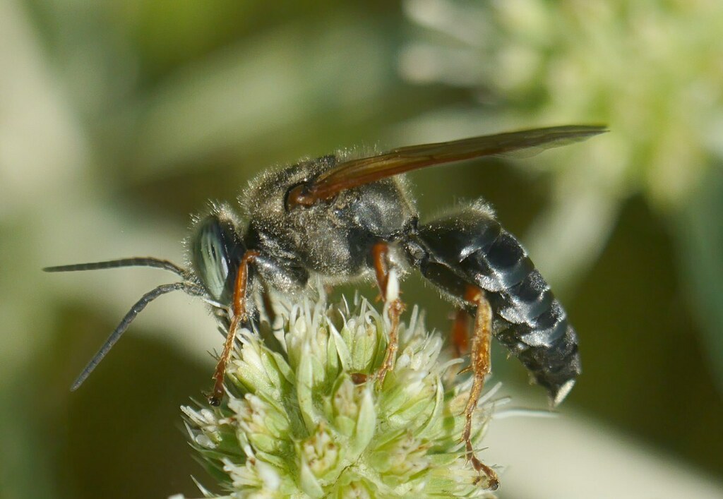 Tachytes etruscus