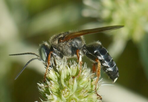 Tachytes etruscus