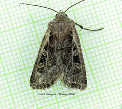 Euxoa divergens