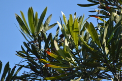 Pouteria salicifolia