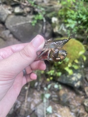 Cambarus parvoculus