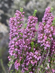 Erica curtophylla