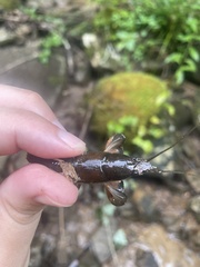 Cambarus parvoculus